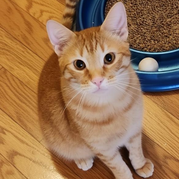 Enlarge Mac N Cheese, a Adoptable mixed breed in Magnolia, TX image 1/3