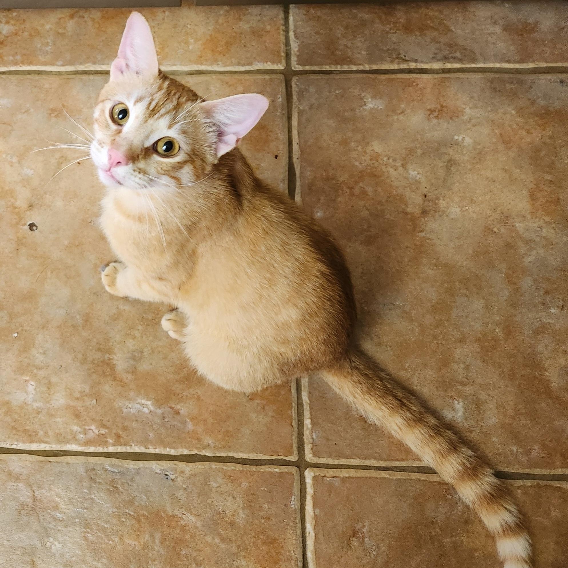 Enlarge Mac N Cheese, a Adoptable mixed breed in Magnolia, TX image 2/3