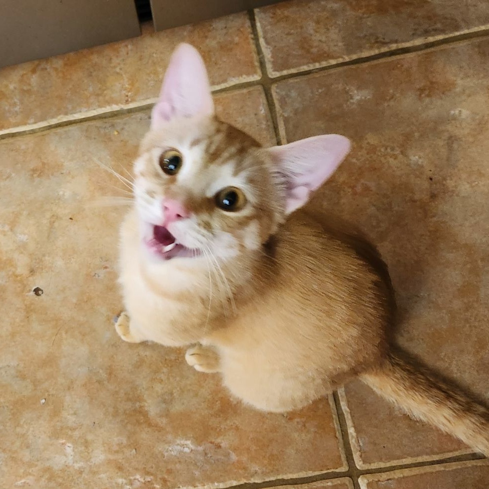 Enlarge Mac N Cheese, a Adoptable mixed breed in Magnolia, TX image 2/5