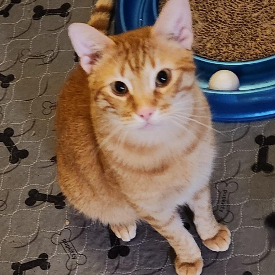 Enlarge Mac N Cheese, a Adoptable mixed breed in Magnolia, TX image 1/3