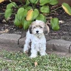 Lana, Adopted, Young Female Havanese & Poodle.