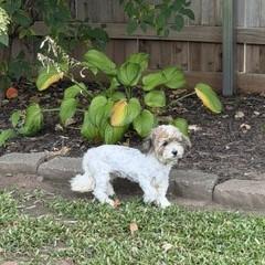 Enlarge Lana, a Adopted mixed breed in Tulsa, OK image 2/2
