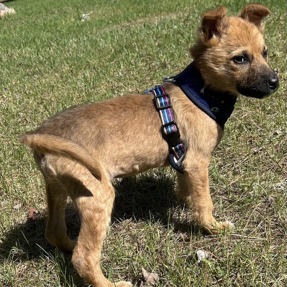 Enlarge Toast, a Adoptable Shepherd in Waite Park, MN image 4/6