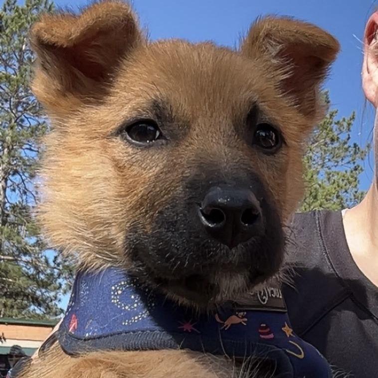 Enlarge Toast, a Adoptable Shepherd in Waite Park, MN image 5/6