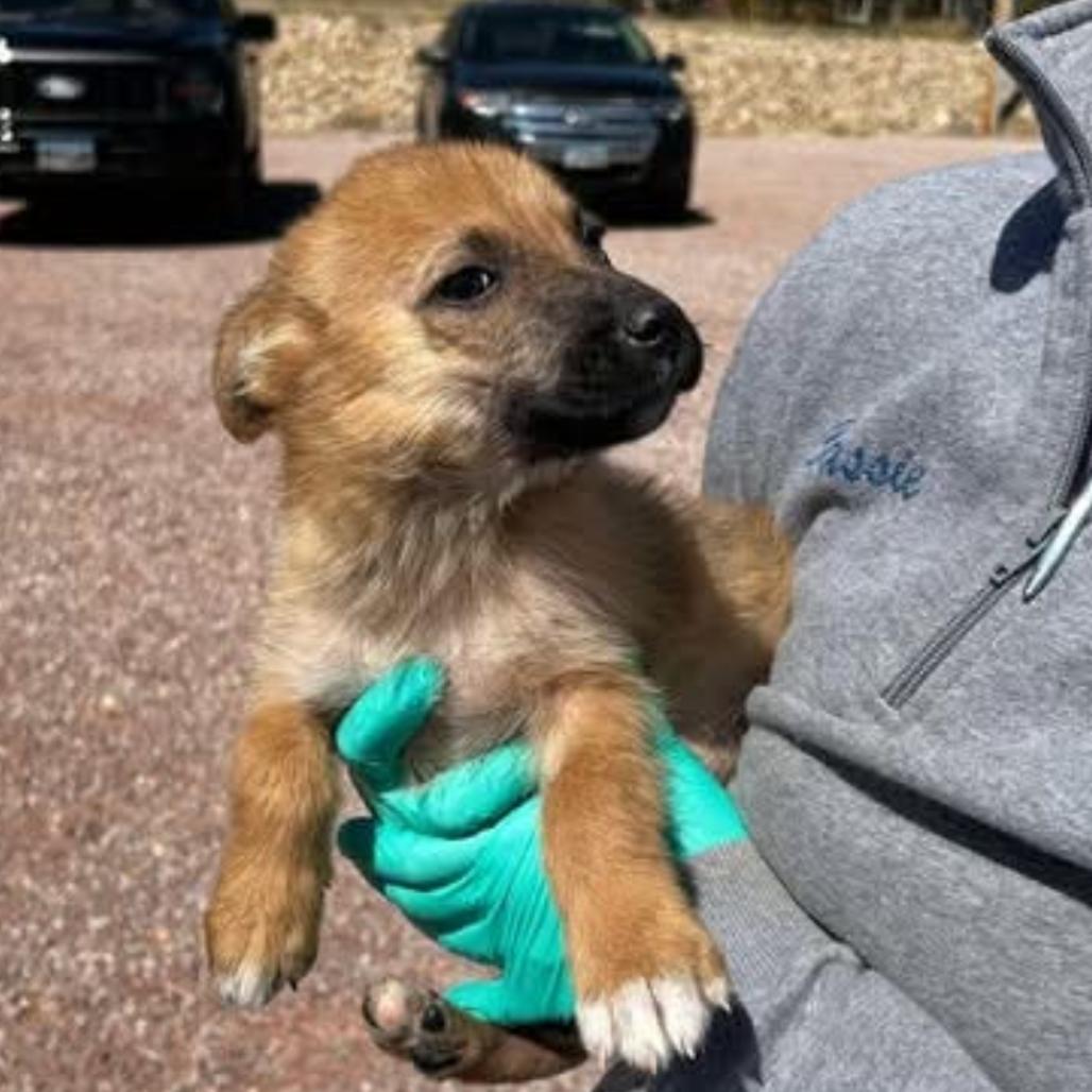 Enlarge Toast, a Adoptable Shepherd in Waite Park, MN image 1/6