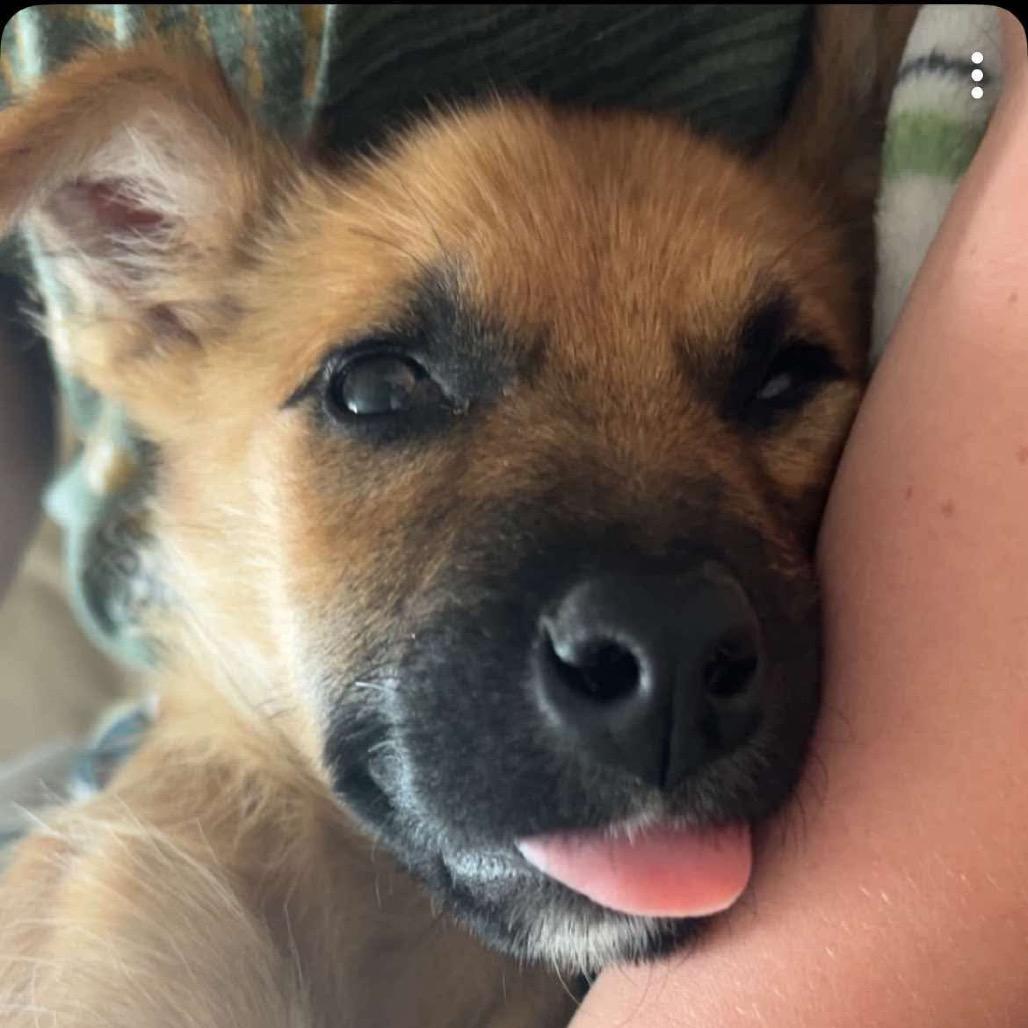 Enlarge Toast, a Adoptable Shepherd in Waite Park, MN image 6/6