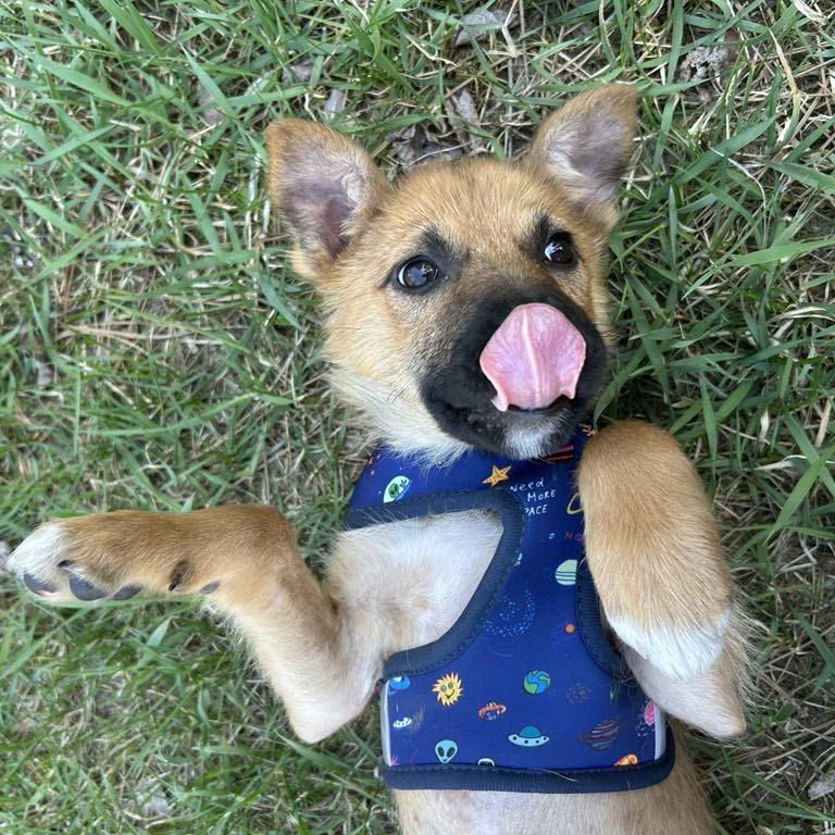 Enlarge Toast, a Adoptable Shepherd in Waite Park, MN image 2/6