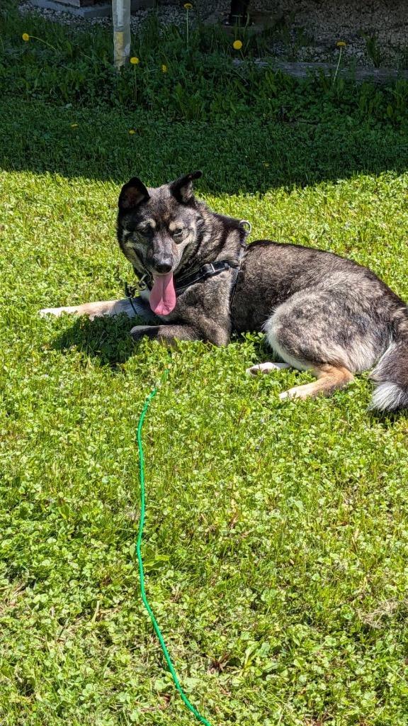 Enlarge Papa Roach, a Adoptable mixed breed in Winnipeg, MB image 1/4