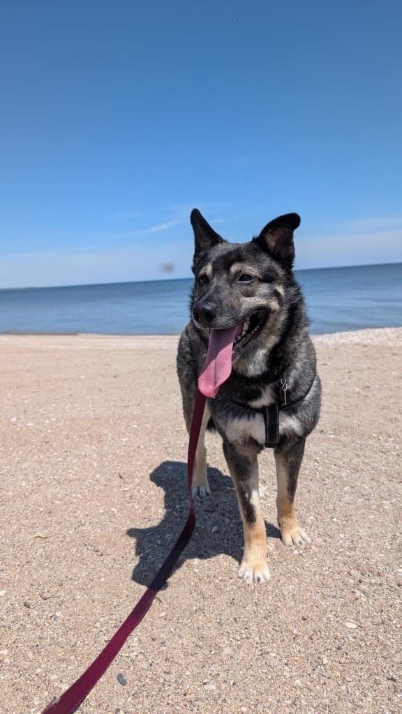 Enlarge Papa Roach, a Adoptable mixed breed in Winnipeg, MB image 2/4