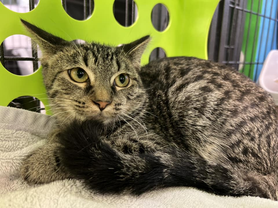 Enlarge Syrax, a Adoptable Domestic Short Hair in Cleveland, OH image 1/5