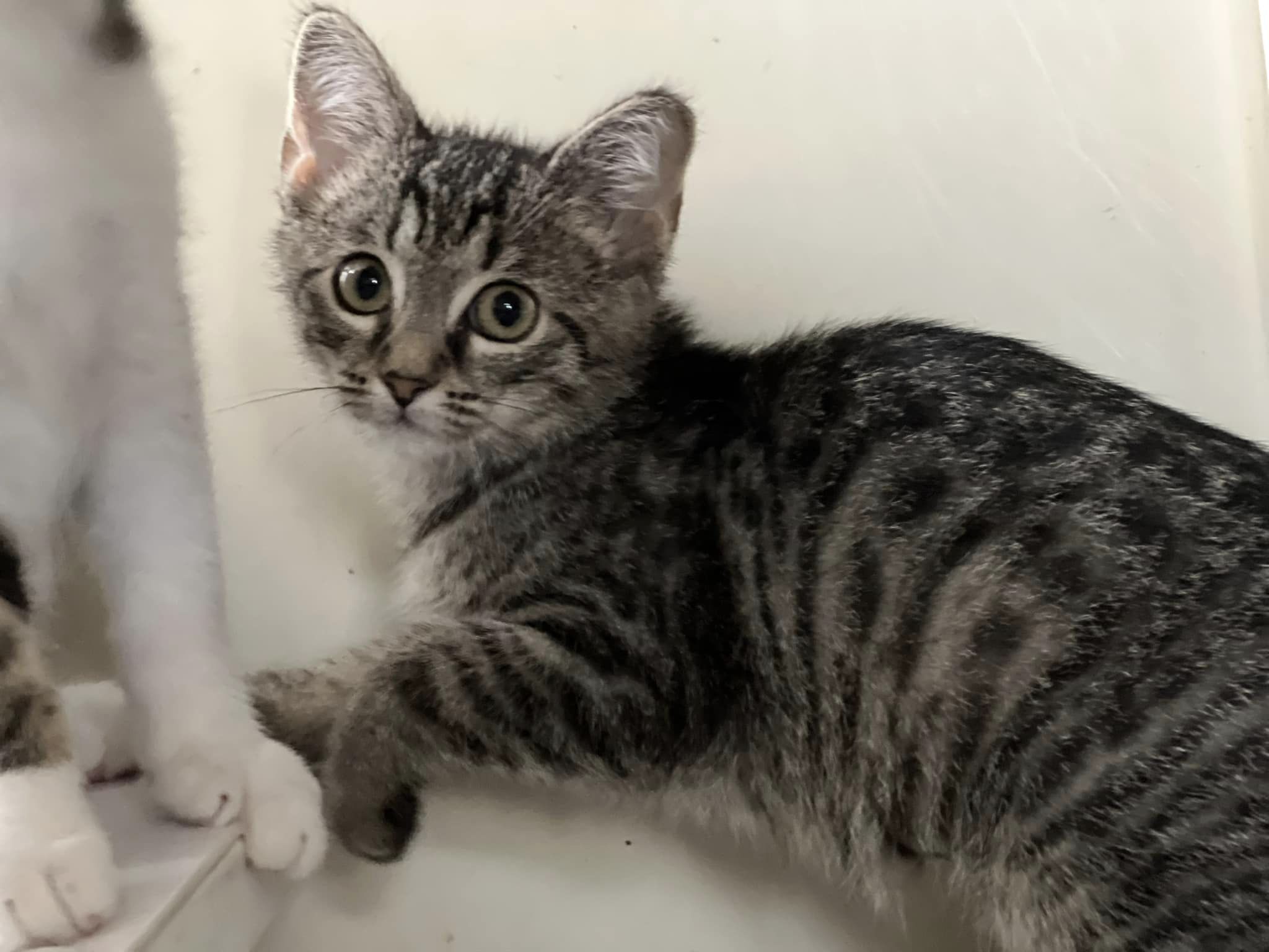 Enlarge Syrax, a Adoptable Domestic Short Hair in Cleveland, OH image 4/5