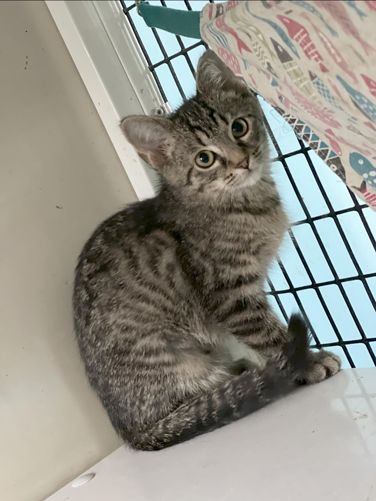 Enlarge Syrax, a Adoptable Domestic Short Hair in Cleveland, OH image 2/5