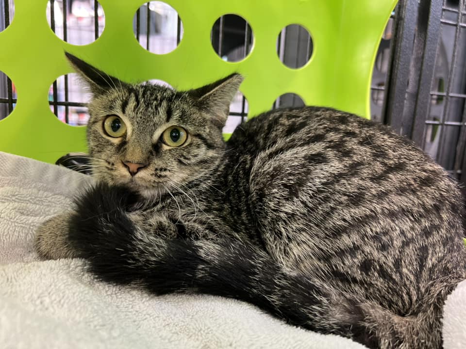 Enlarge Syrax, a Adoptable Domestic Short Hair in Cleveland, OH image 3/5