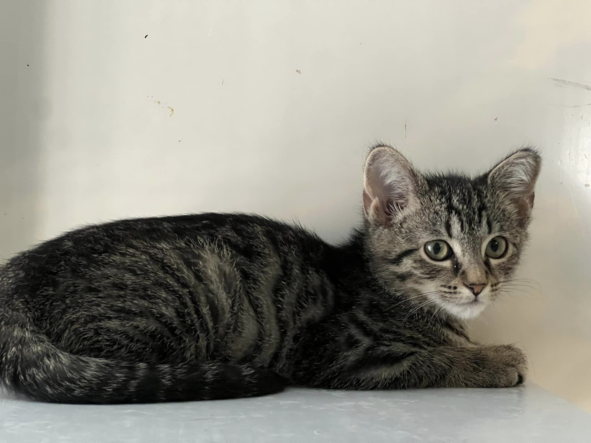 Enlarge Syrax, a Adoptable Domestic Short Hair in Cleveland, OH image 5/5