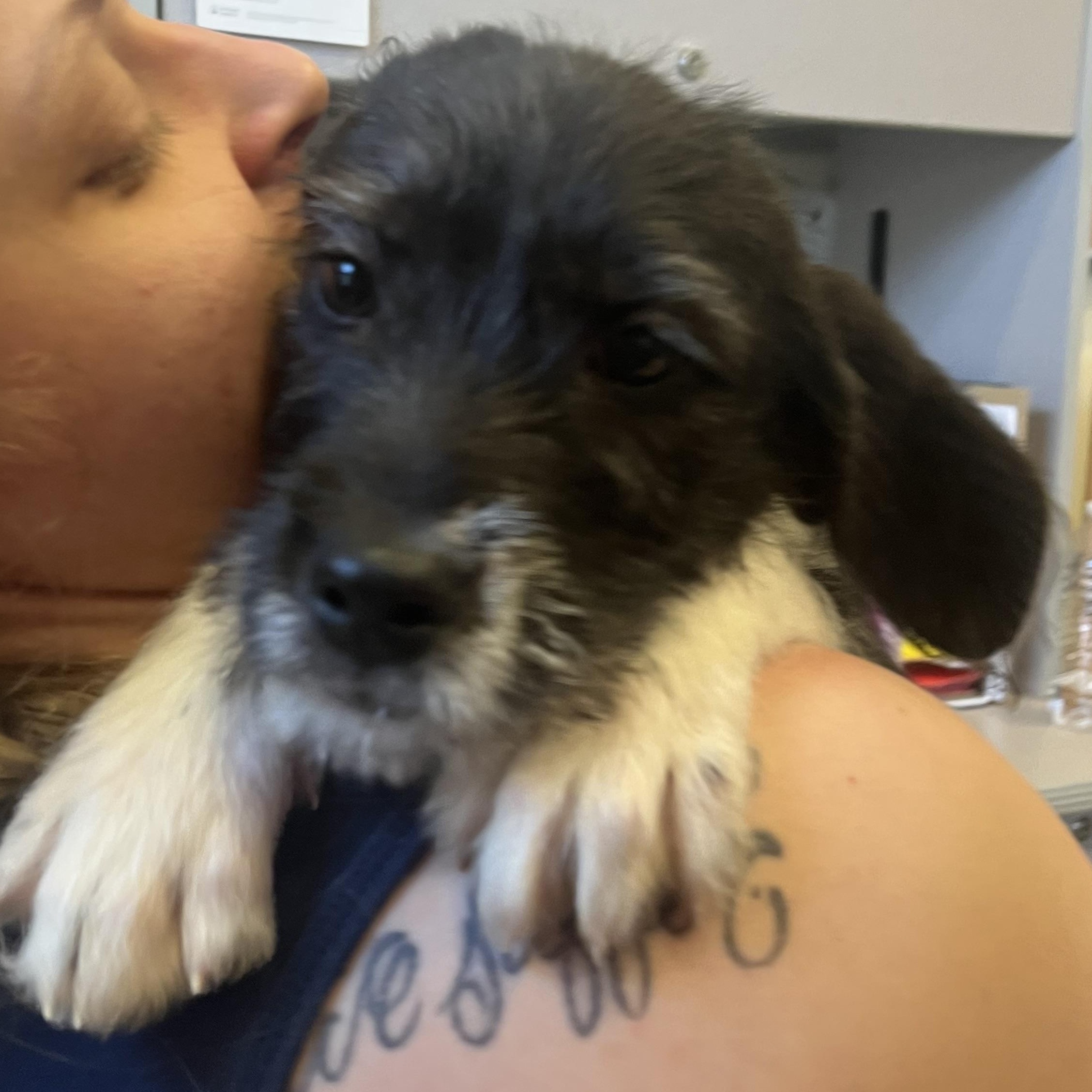 Enlarge Murdock, a ADOPTABLE mixed breed in Monroe, OH image 4/4