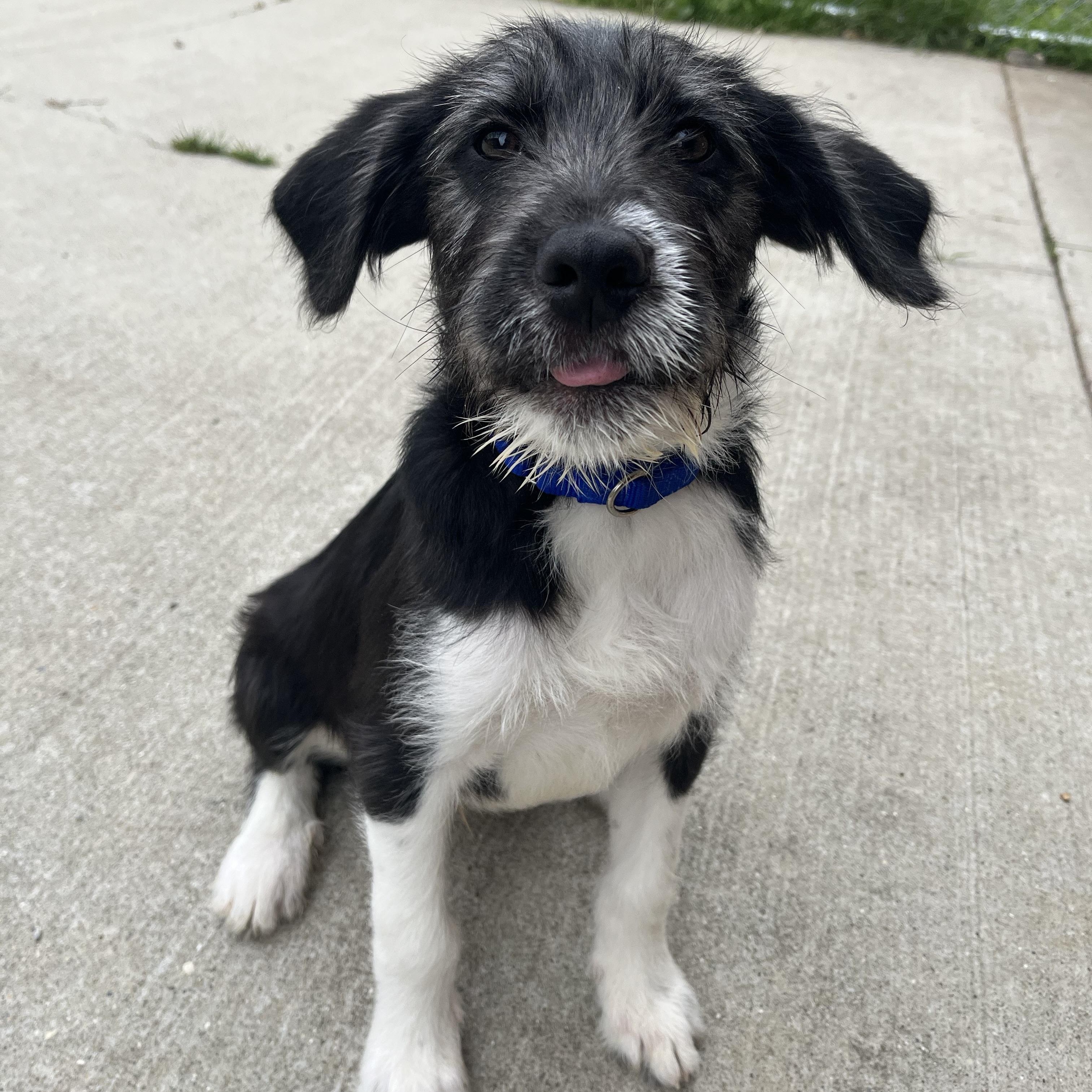 Murdock, ADOPTABLE, Puppy Male Border Collie.
