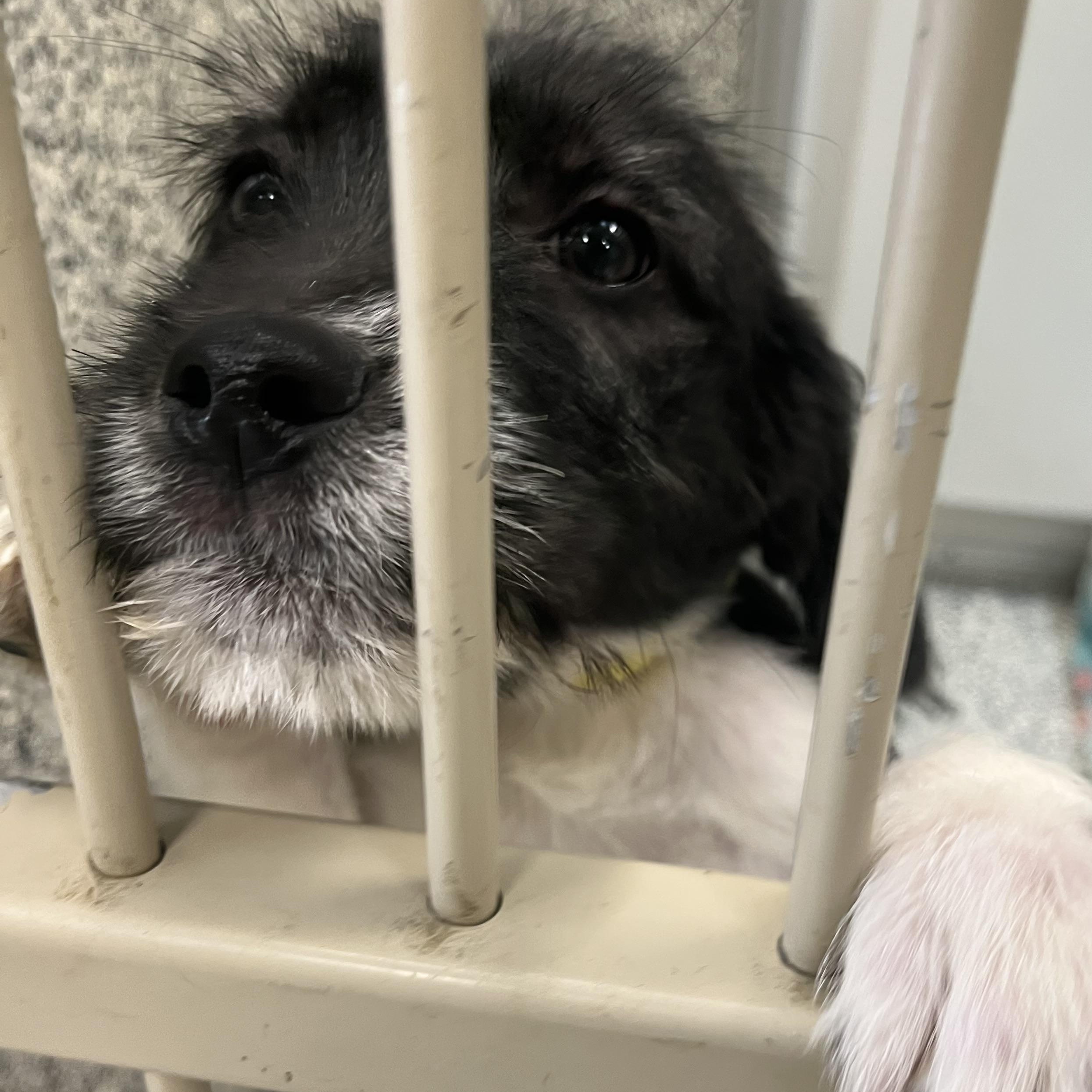 Enlarge Murdock, a ADOPTABLE mixed breed in Monroe, OH image 1/1