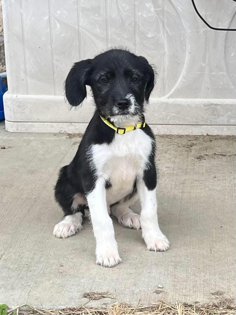 Murdock, ADOPTABLE, Puppy Male Border Collie.