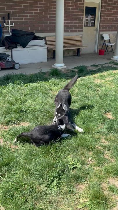 Enlarge Murdock, a ADOPTABLE mixed breed in Monroe, OH video 2/4