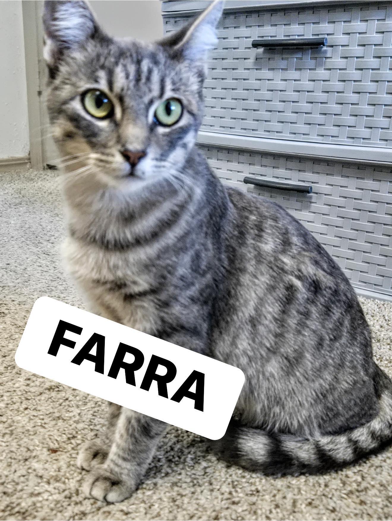 Farrah, ADOPTABLE, Adult Female Tabby.