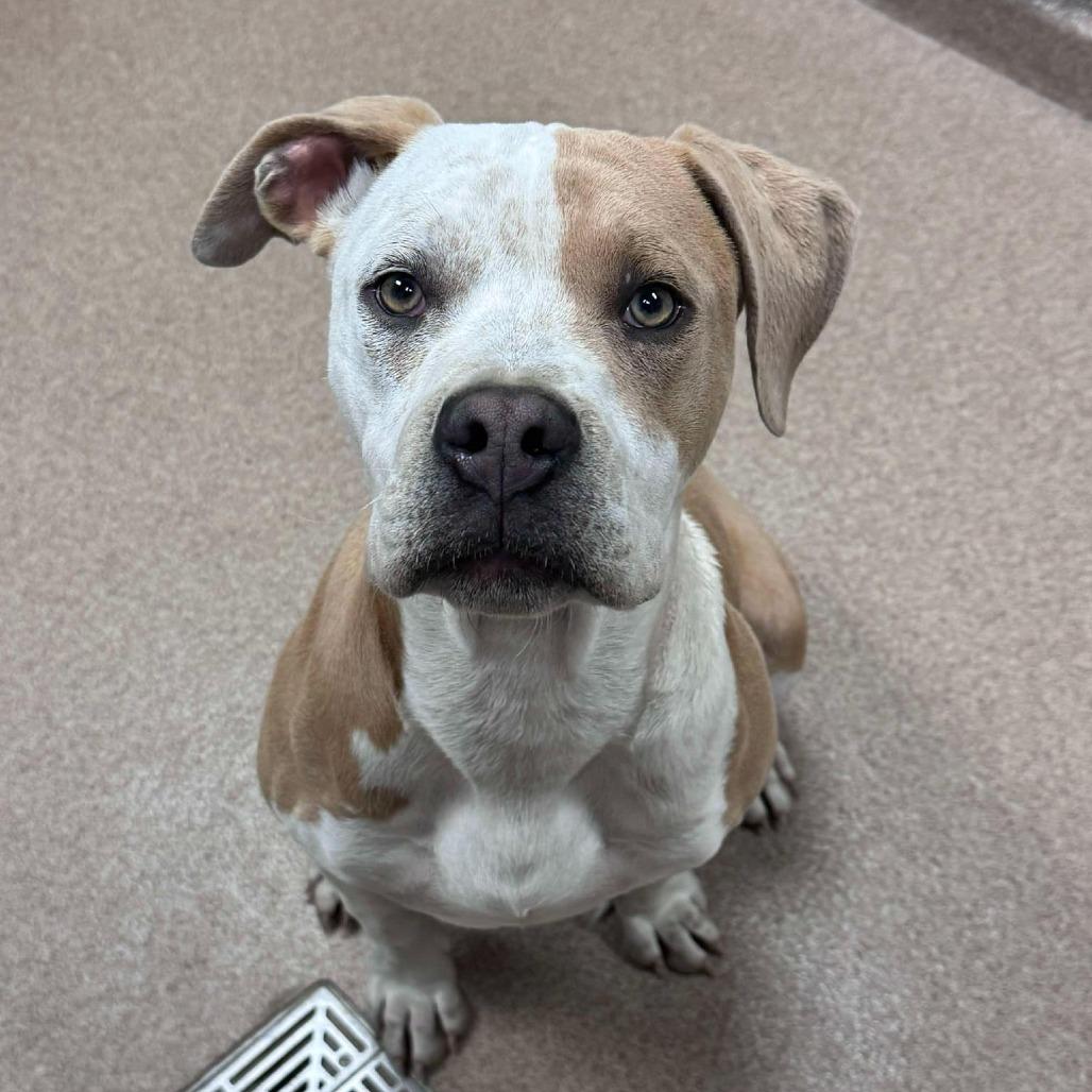 Coop — thumbnail 3