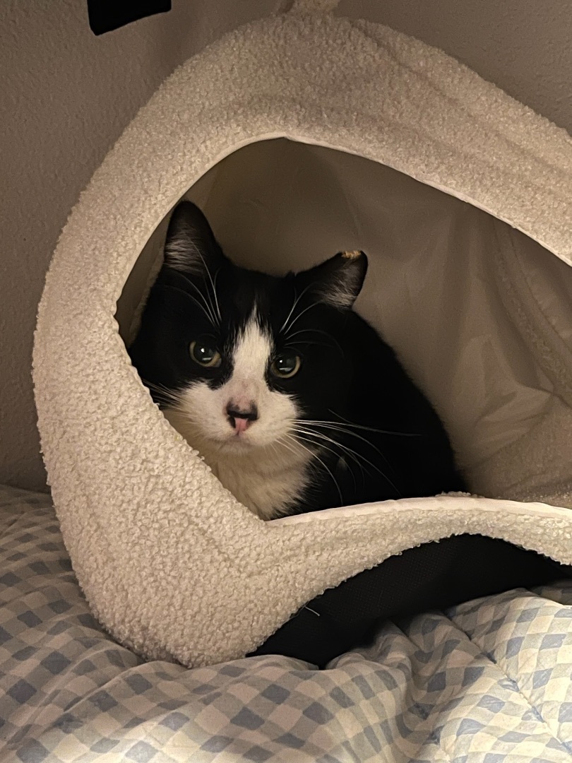 TUXY, a Adoptable Tuxedo in Grand Prairie, TX image 1/6