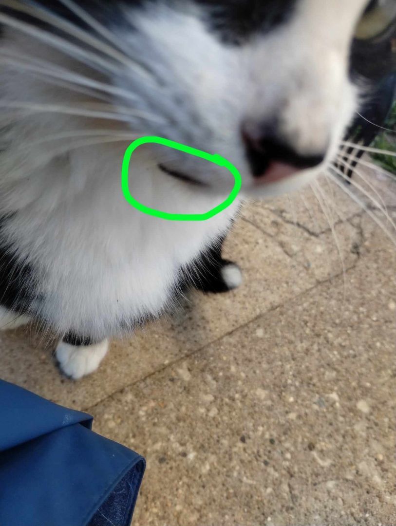 TUXY, a Adoptable Tuxedo in Grand Prairie, TX image 2/6