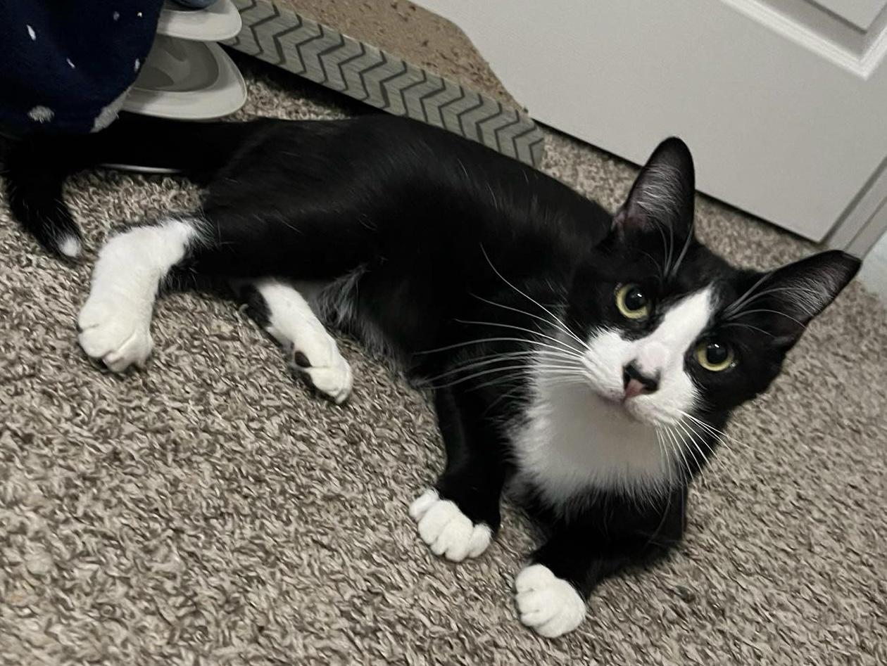 TUXY, a Adoptable Tuxedo in Grand Prairie, TX image 3/6
