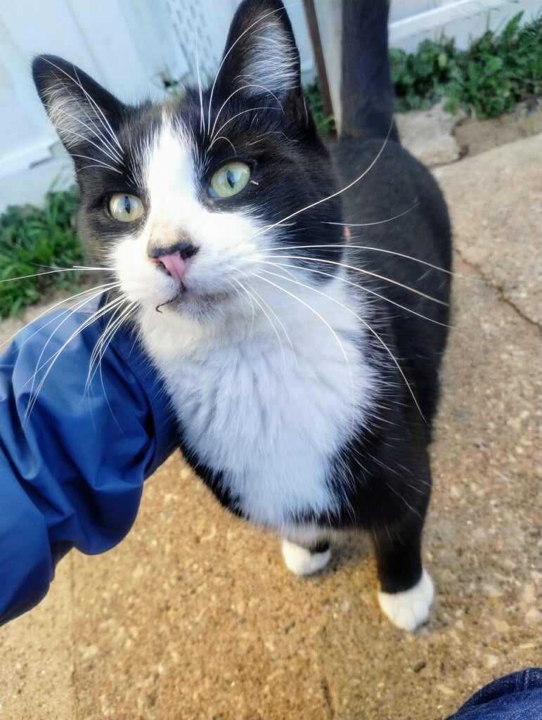 TUXY, a Adoptable Tuxedo in Grand Prairie, TX image 4/6