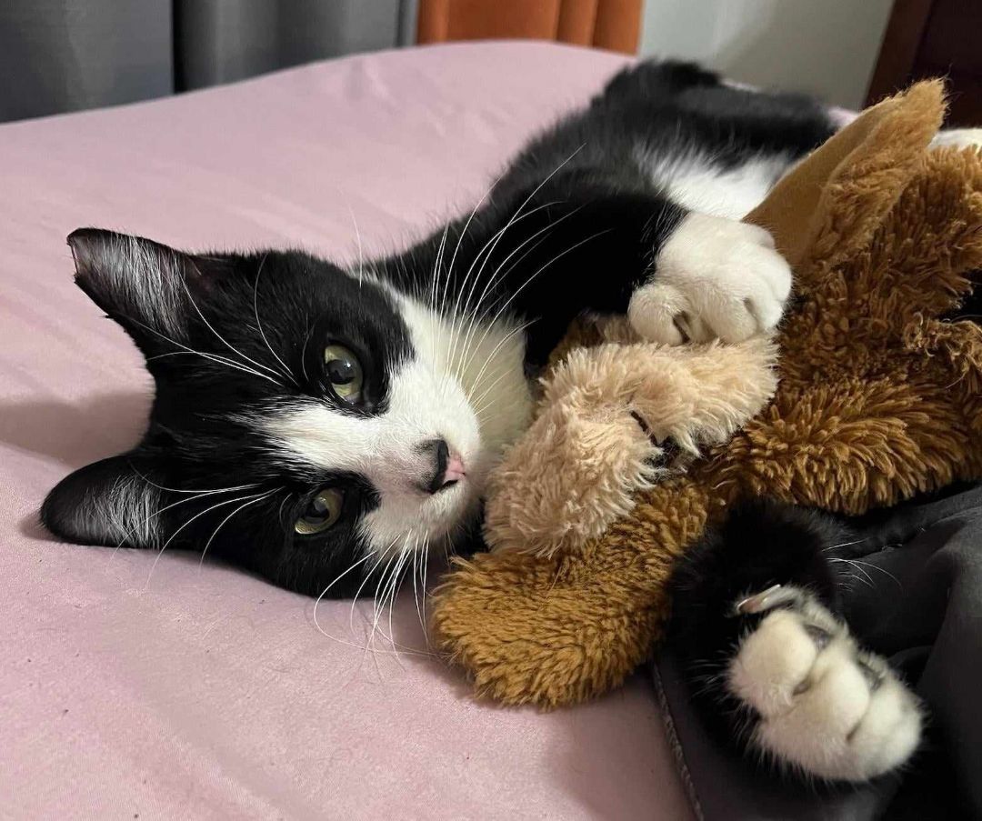 TUXY, a Adoptable Tuxedo in Grand Prairie, TX image 5/6