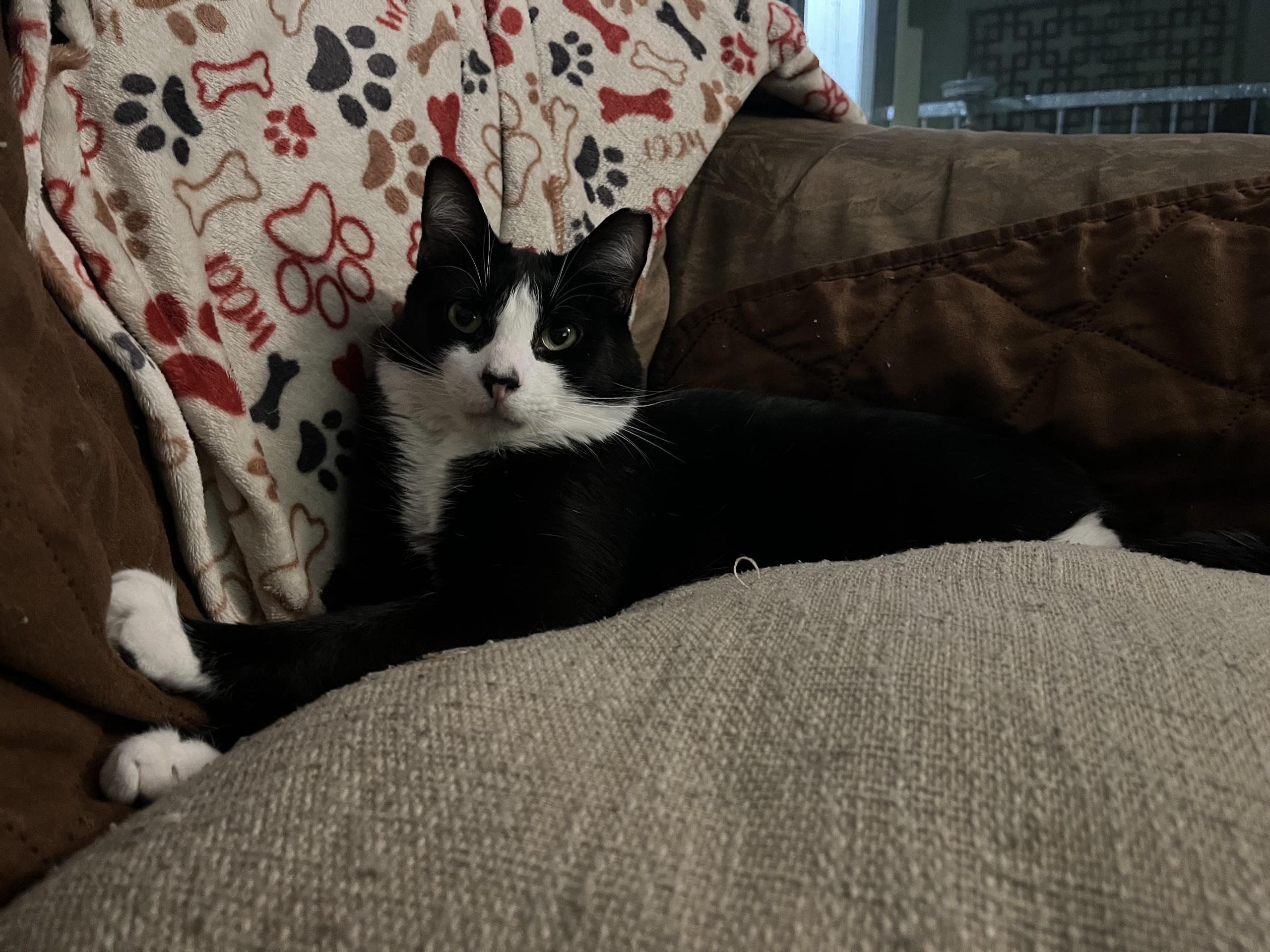 TUXY 6