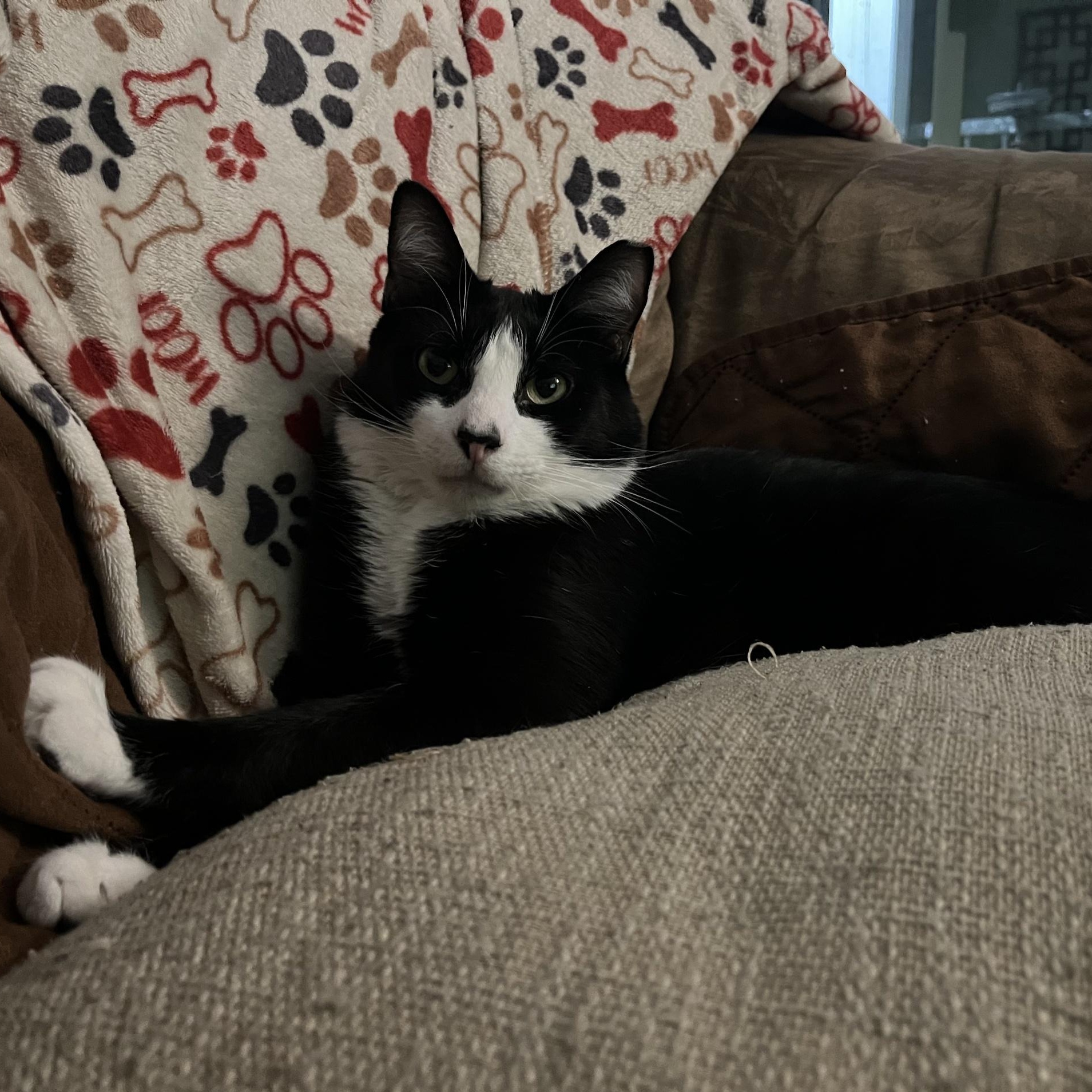 TUXY, a Adoptable Tuxedo in Grand Prairie, TX image 6/6