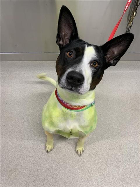 Enlarge ROCO, a Adoptable mixed breed in Fairbanks, AK image 1/1