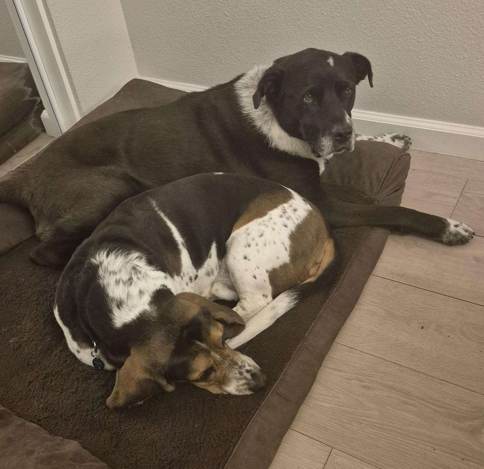 Mack, Adoptable, Adult Male Basset Hound.