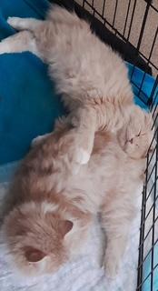 Mocha & Ginger, Adoptable, Young Male Domestic Long Hair.