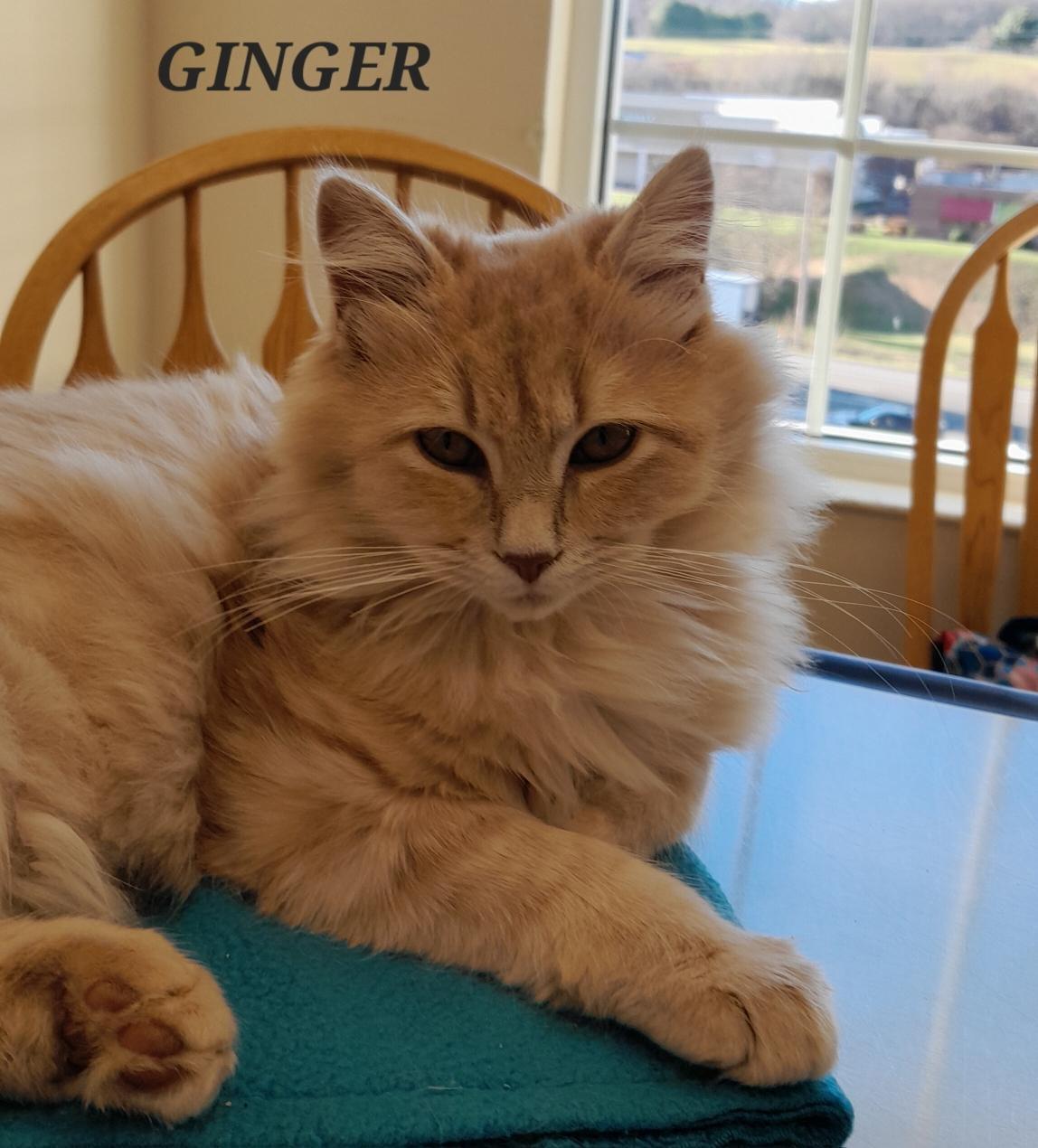 Enlarge Mocha & Ginger, a Adoptable Domestic Long Hair in Johnson City, TN image 3/3