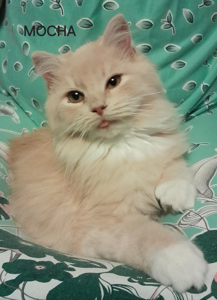 Enlarge Mocha & Ginger, a Adoptable Domestic Long Hair in Johnson City, TN image 2/3