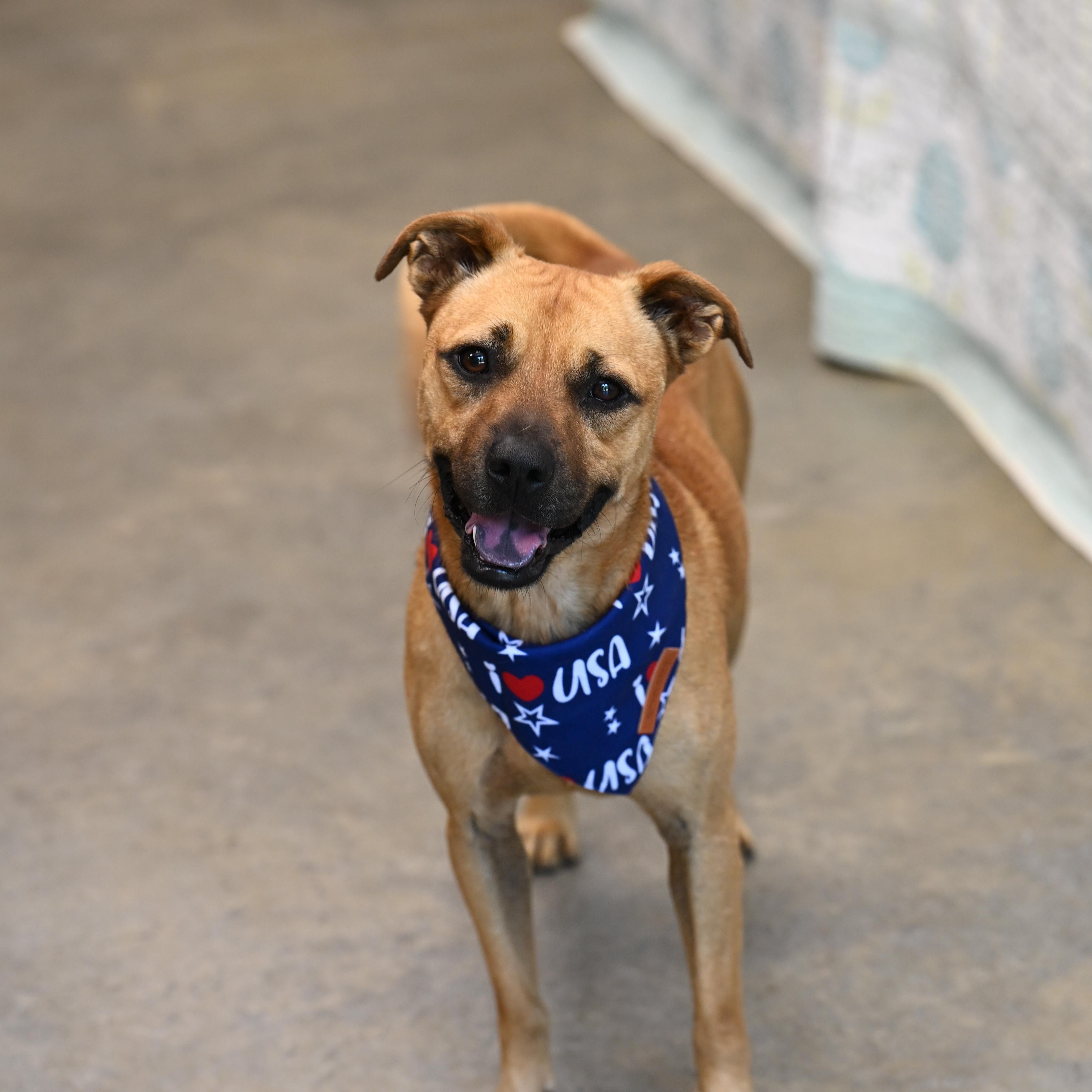 Rudy, Adoptable, Young Male Puggle.