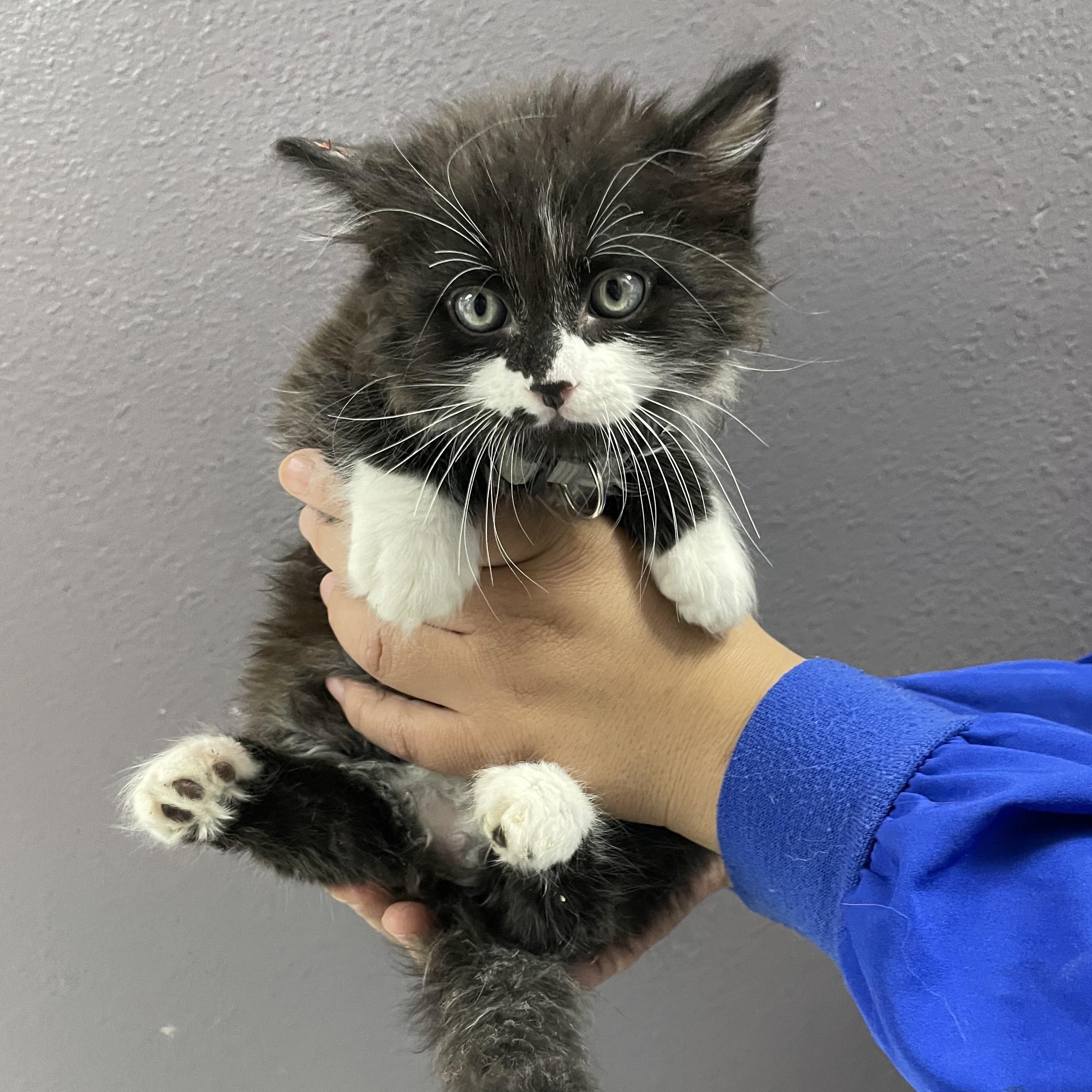 Rico, ADOPTABLE, Kitten Male Domestic Long Hair.