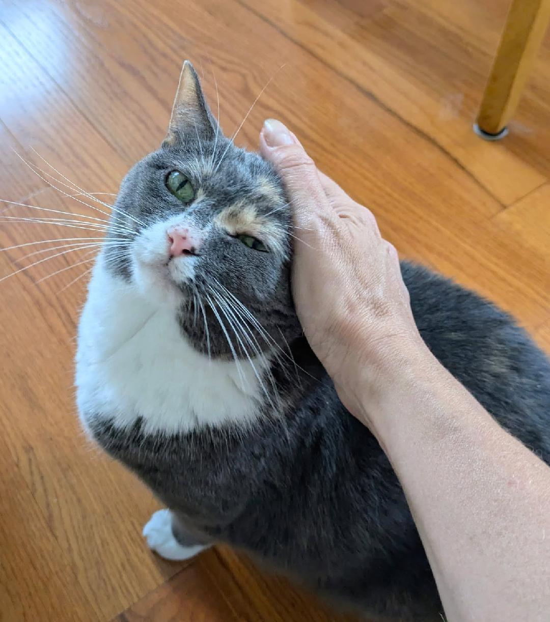 Tippsie