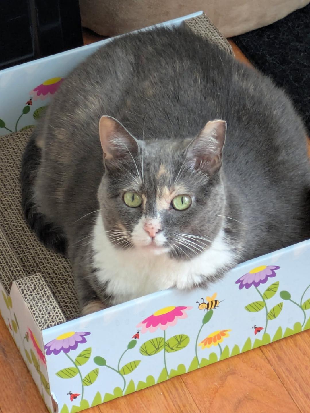 Tippsie