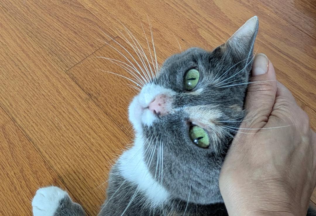 Tippsie