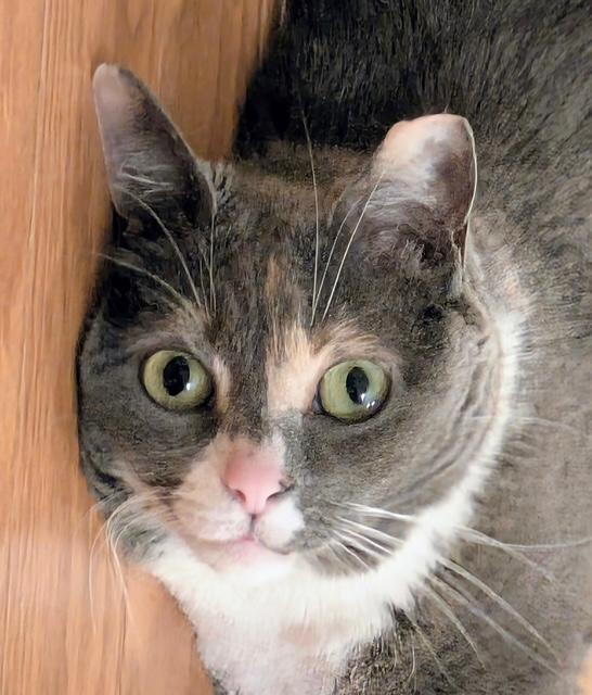 Tippsie, Adoptable, Adult Female Domestic Short Hair & Tortoiseshell.