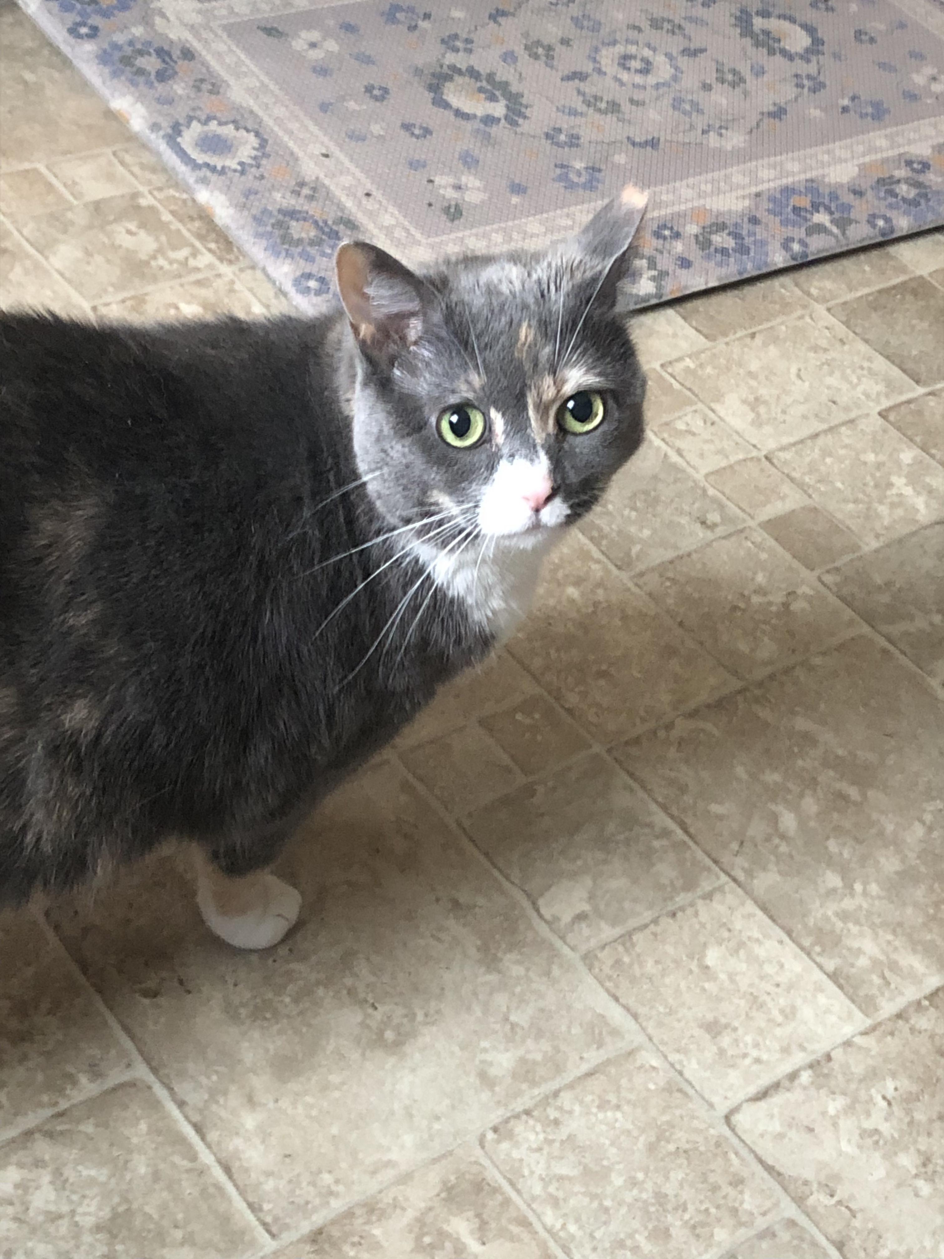 Tippsie, a Adoptable mixed breed in Annapolis, MD image 3/4