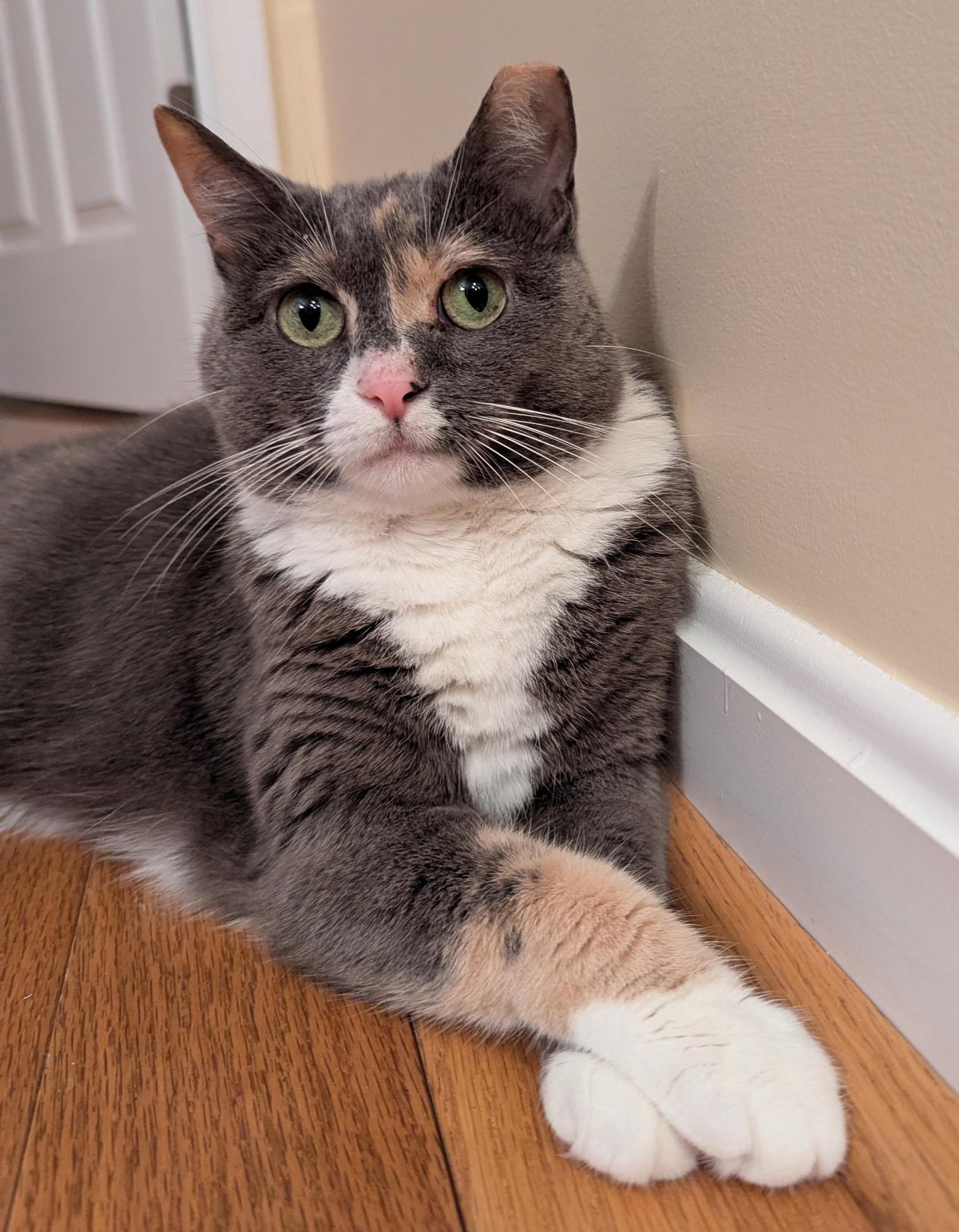 Tippsie, a Adoptable mixed breed in Annapolis, MD image 1/4