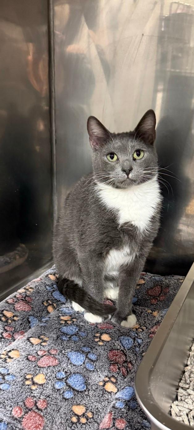 Enlarge Squirrel, a ADOPTABLE Domestic Short Hair in Bridgeville, PA image 1/1