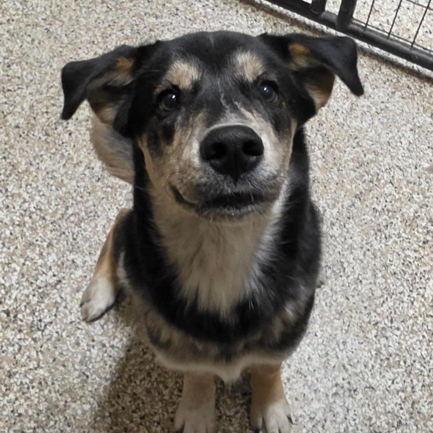 Mowgli, Adoptable, Young Male Cattle Dog.