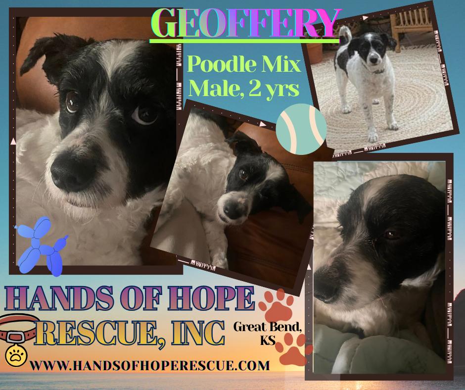 GEOFFERY, ADOPTABLE, Adult Male Poodle.