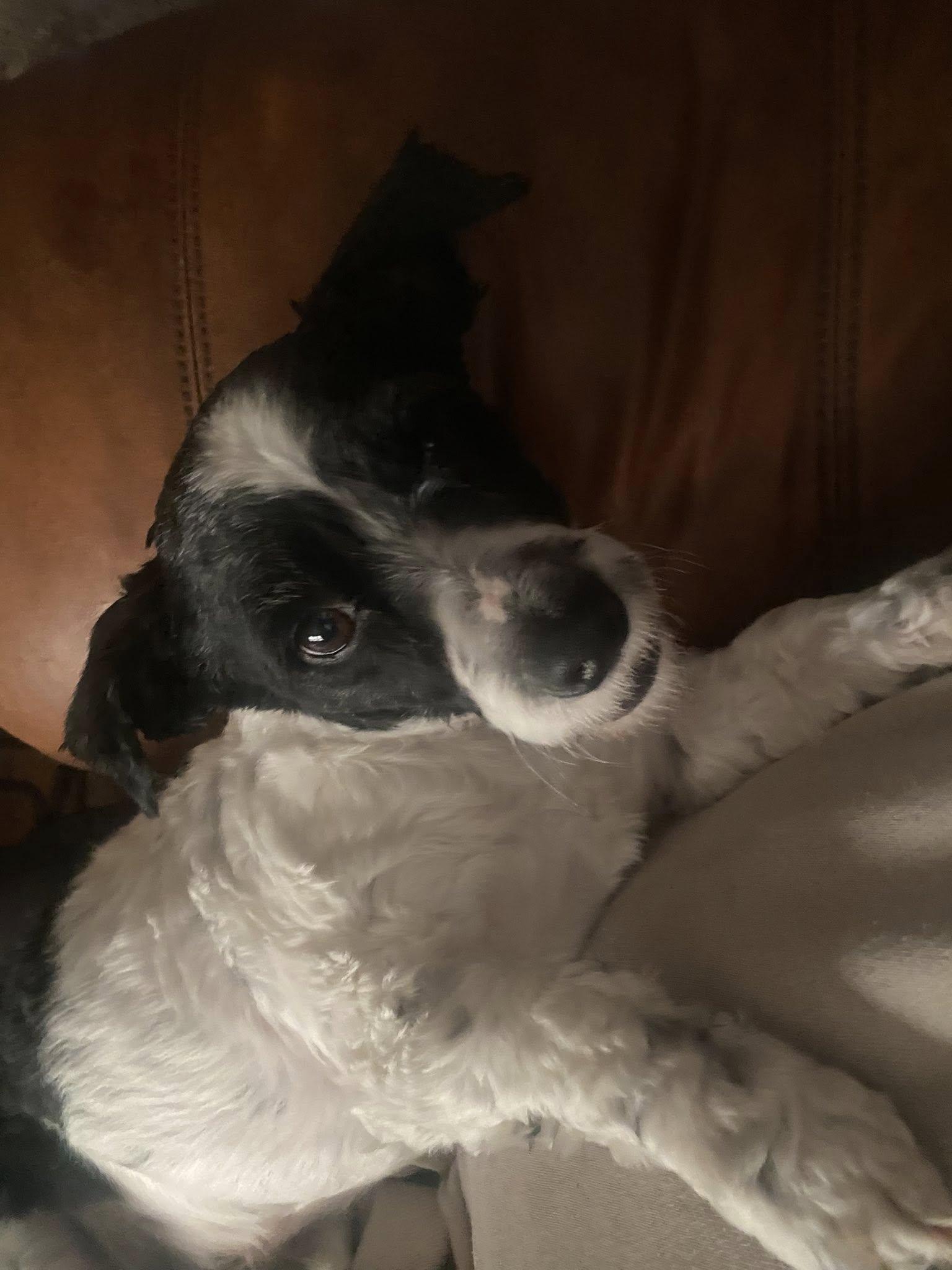 GEOFFERY, a ADOPTABLE mixed breed in Great Bend, KS image 2/2