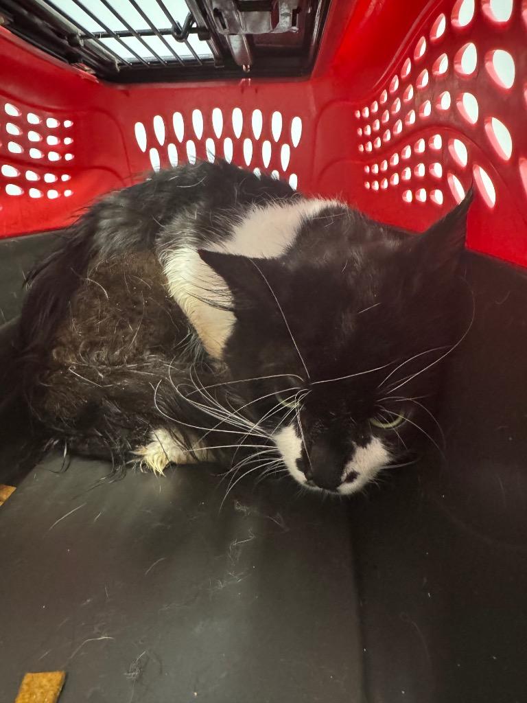 Enlarge Ivy, a Adoptable mixed breed in Bloomington, IN image 1/3